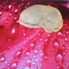 Soap Cat on Wet Pink Flower